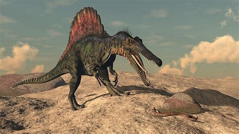 when was spinosaurus discovered|how heavy was spinosaurus.